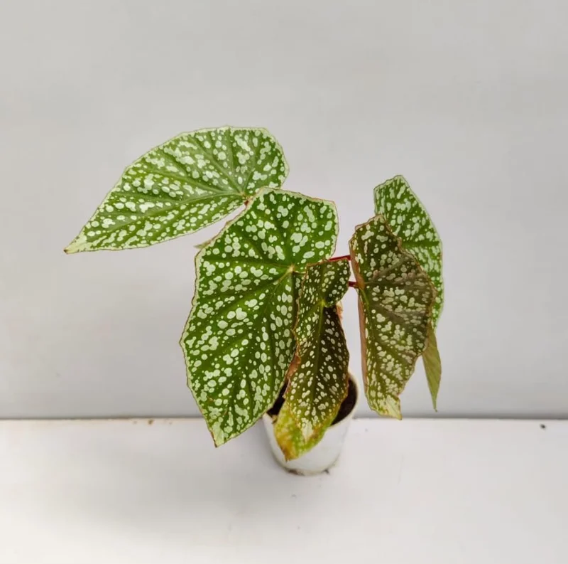 Rare Silver Leaf Rex Begonia Live Plant - 4" Pot, Ornamental Houseplant - Image 2