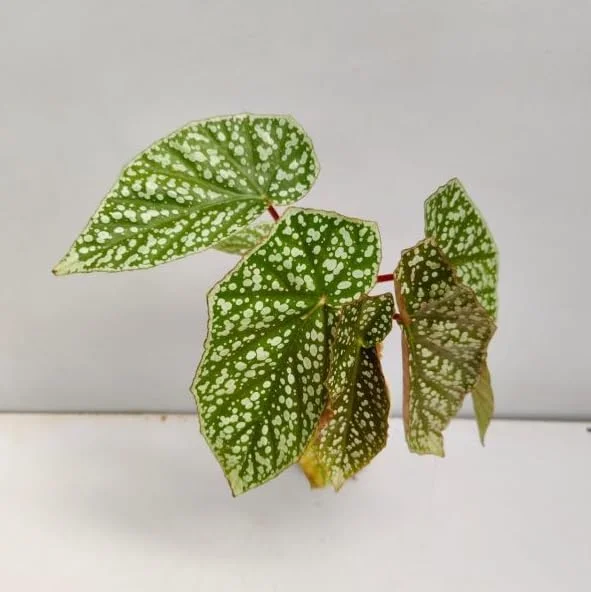 Rare Silver Leaf Rex Begonia Live Plant - 4" Pot, Ornamental Houseplant - Image 3