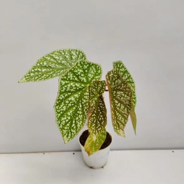Rare Silver Leaf Rex Begonia Live Plant - 4" Pot, Ornamental Houseplant - Image 4