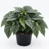 Rare Silver Leaf Rex Begonia Live Plant - 4" Pot, Ornamental Houseplant - Image 1