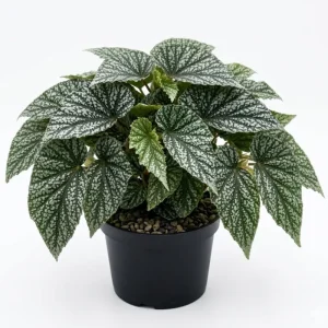 Rare Silver Leaf Rex Begonia Live Plant - 4