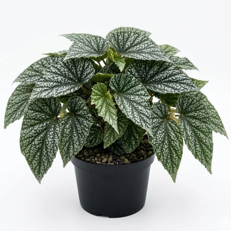 Rare Silver Leaf Rex Begonia Live Plant - 4" Pot, Ornamental Houseplant - Image 1