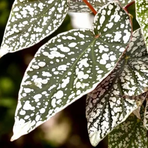 Rare Silver Leaf Rex Begonia Live Plant - 4