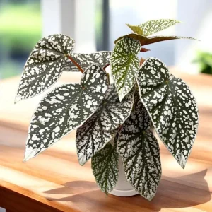 Rare Silver Leaf Rex Begonia Live Plant - 4