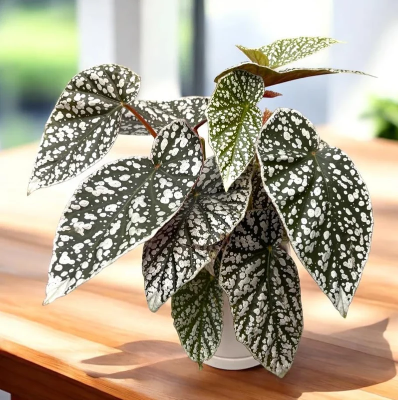 Rare Silver Leaf Rex Begonia Live Plant - 4" Pot, Ornamental Houseplant - Image 6