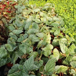 Rare Silver Leaf Rex Begonia Live Plant - 4