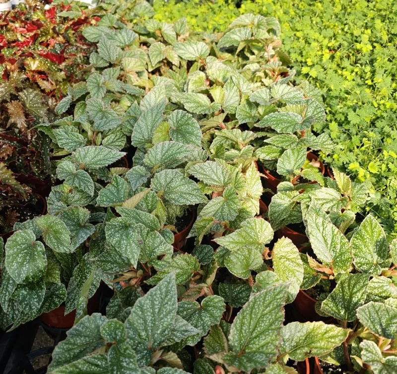 Rare Silver Leaf Rex Begonia Live Plant - 4" Pot, Ornamental Houseplant - Image 7