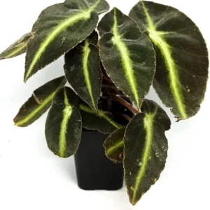 Rare Striped Begonia Live Plant - Begonia Listada 4