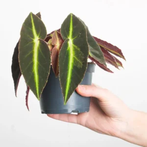 Rare Striped Begonia Live Plant - Begonia Listada 4
