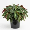 Rare Striped Begonia Live Plant - Begonia Listada 4" Pot, Easy Indoor Houseplant - Image 1