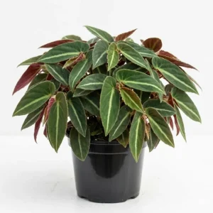 Rare Striped Begonia Live Plant - Begonia Listada 4
