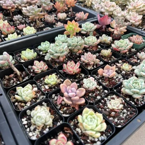 Rare Succulent Plant Mystery Box – Live Plant Assortment for Collectors - Image 10