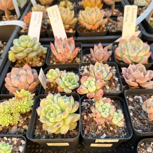 Rare Succulent Plant Mystery Box – Live Plant Assortment for Collectors - Image 2