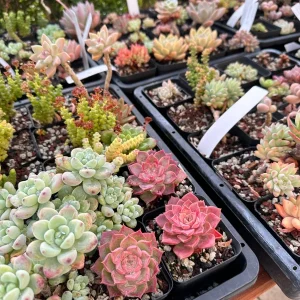Rare Succulent Plant Mystery Box – Live Plant Assortment for Collectors - Image 3