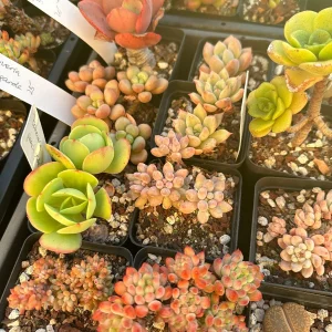 Rare Succulent Plant Mystery Box – Live Plant Assortment for Collectors - Image 4
