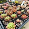 Rare Succulent Plant Mystery Box – Live Plant Assortment for Collectors - Image 1