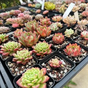 Rare Succulent Plant Mystery Box – Live Plant Assortment for Collectors - Image 1