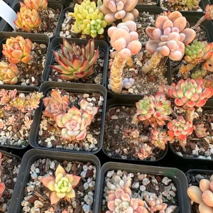 Rare Succulent Plant Mystery Box – Live Plant Assortment for Collectors - Image 5