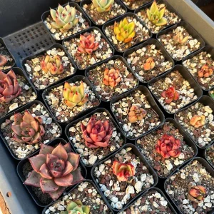 Rare Succulent Plant Mystery Box – Live Plant Assortment for Collectors - Image 6