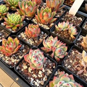 Rare Succulent Plant Mystery Box – Live Plant Assortment for Collectors - Image 7