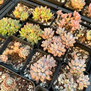 Rare Succulent Plant Mystery Box – Live Plant Assortment for Collectors - Image 8