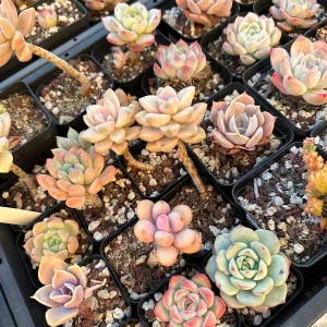 Rare Succulent Plant Mystery Box – Live Plant Assortment for Collectors - Image 9