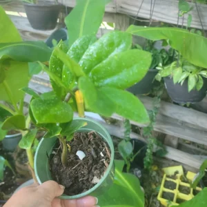 Raven ZZ Plant - Live Zamioculcas Zamiifolia - Potted Houseplant - 4 inch - Image 2