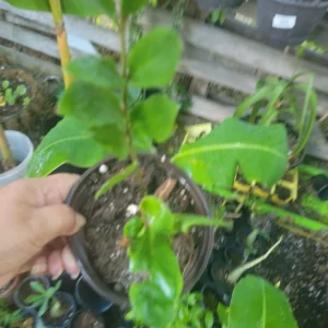 Raven ZZ Plant - Live Zamioculcas Zamiifolia - Potted Houseplant - 4 inch - Image 3