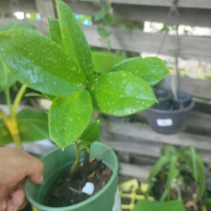 Raven ZZ Plant - Live Zamioculcas Zamiifolia - Potted Houseplant - 4 inch - Image 1