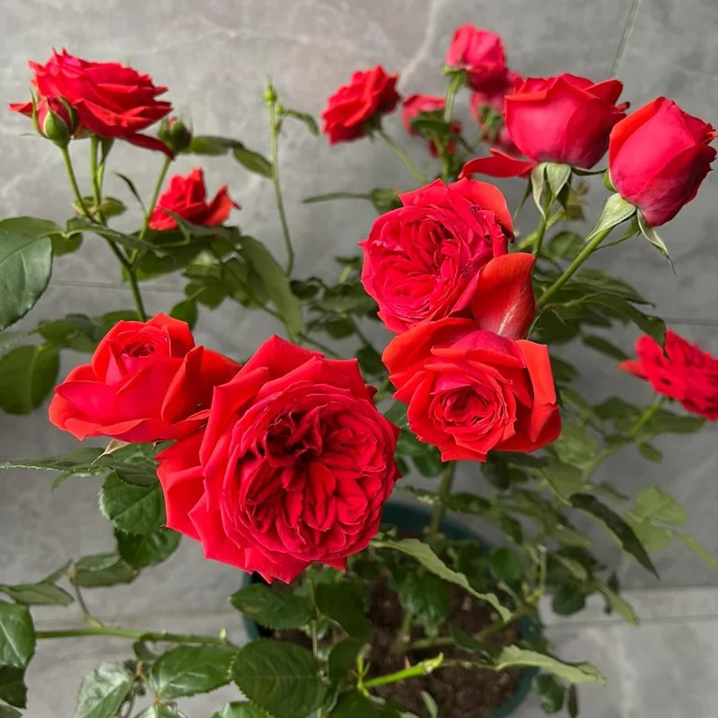 Red Apple Rose Live Plant - Deep Red Shrub, 60-80 cm Tall, Fragrant - Image 2