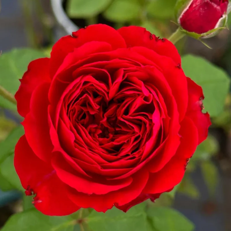 Red Apple Rose Live Plant - Deep Red Shrub, 60-80 cm Tall, Fragrant - Image 3
