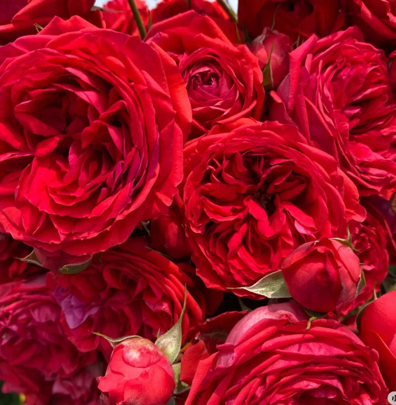 Red Apple Rose Live Plant - Deep Red Shrub, 60-80 cm Tall, Fragrant - Image 4