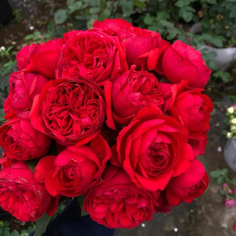 Red Apple Rose Live Plant - Deep Red Shrub, 60-80 cm Tall, Fragrant - Image 6