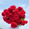 Red Apple Rose Live Plant - Deep Red Shrub, 60-80 cm Tall, Fragrant - Image 1