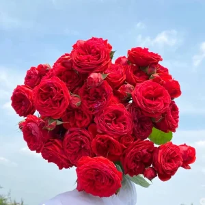 Red Apple Rose Live Plant - Deep Red Shrub, 60-80 cm Tall, Fragrant - Image 1