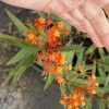 Red Butterfly Milkweed Live Plant - Asclepias Curassavica - 6 Inch Pot - Image 1