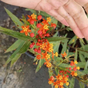 Red Butterfly Milkweed Live Plant - Asclepias Curassavica - 6 Inch Pot - Image 1