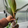 Red Canna Lily Bulbs – Live Plant – 48-60+ inch Tall – Purple Bronze Leaf - Image 1