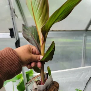 Red Canna Lily Bulbs – Live Plant – 48-60+ inch Tall – Purple Bronze Leaf - Image 2