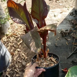 Red Canna Lily Live Plant - 1 Gallon Pot - Outdoor Tropical Flower - Image 2