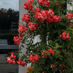 Red Clematis Climbing Rose Live Plant – Fragrant Red Flowers – 1 Gallon Pot - Image 2