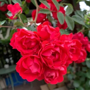 Red Clematis Climbing Rose Live Plant – Fragrant Red Flowers – 1 Gallon Pot - Image 3