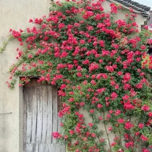 Red Clematis Climbing Rose Live Plant – Fragrant Red Flowers – 1 Gallon Pot - Image 4