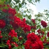Red Clematis Climbing Rose Live Plant – Fragrant Red Flowers – 1 Gallon Pot - Image 1