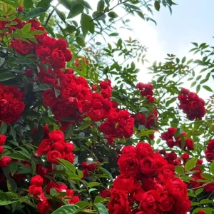 Red Clematis Climbing Rose Live Plant – Fragrant Red Flowers – 1 Gallon Pot - Image 1