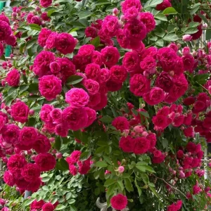 Red Clematis Climbing Rose Live Plant – Fragrant Red Flowers – 1 Gallon Pot - Image 5