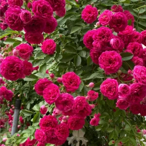 Red Clematis Climbing Rose Live Plant – Fragrant Red Flowers – 1 Gallon Pot - Image 6