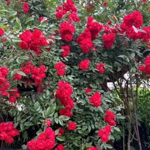 Red Clematis Climbing Rose Live Plant – Fragrant Red Flowers – 1 Gallon Pot - Image 7