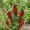 Red Currant Live Plant – Cold Hardy Fruiting Shrub – 6-12 inches Tall - Image 1