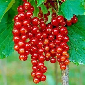 Red Currant Live Plant - Cold Hardy Fruiting Shrub 6-12